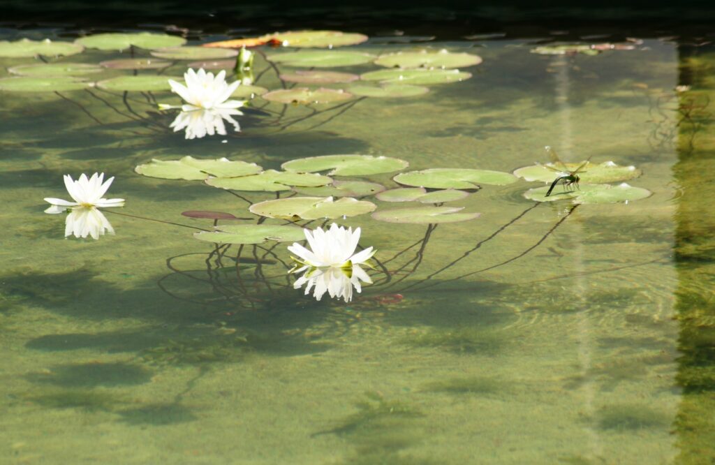Naturpool (3) (Groß)
